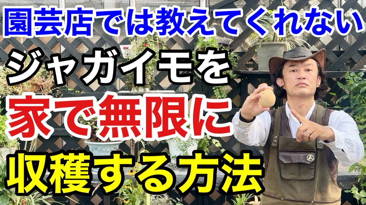 【裏技公開】ジャガイモはこの方法で年中買わずに育てる事が可能です　　　【カーメン君】【園芸】【ガーデニング】【初心者】