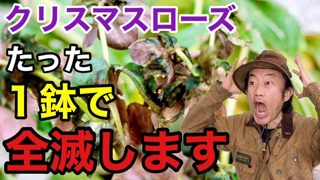 【気をつけて！】クリスマスローズの病気を効果的に防ぐ方法教えます　　　　【カーメン君】【園芸】【育て方】【ブラックデス】