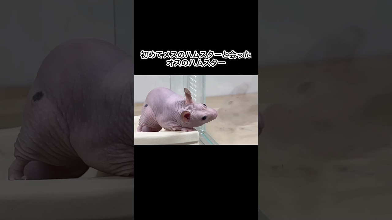 初めてメスを見たオスのハムスター　#shorts
