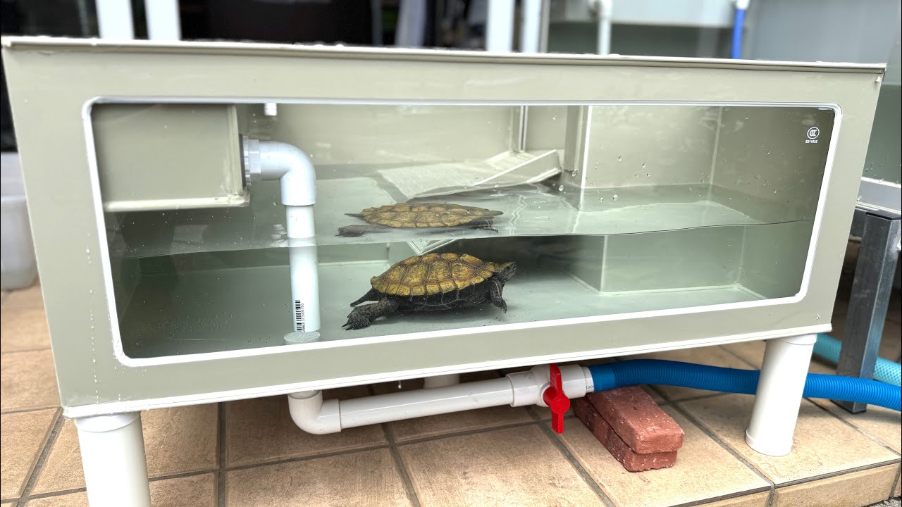 亀の飼育に必要な物が全て揃った最強の飼育容器を輸入しました