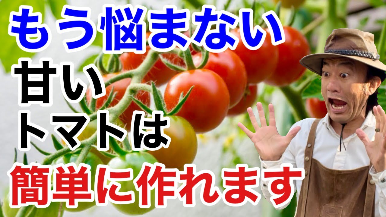 【これを植えるだけ】初心者でも甘いトマトが作れます　　　【カーメン君】【ガーデニング】【家庭菜園】【作り方】【カゴメ】