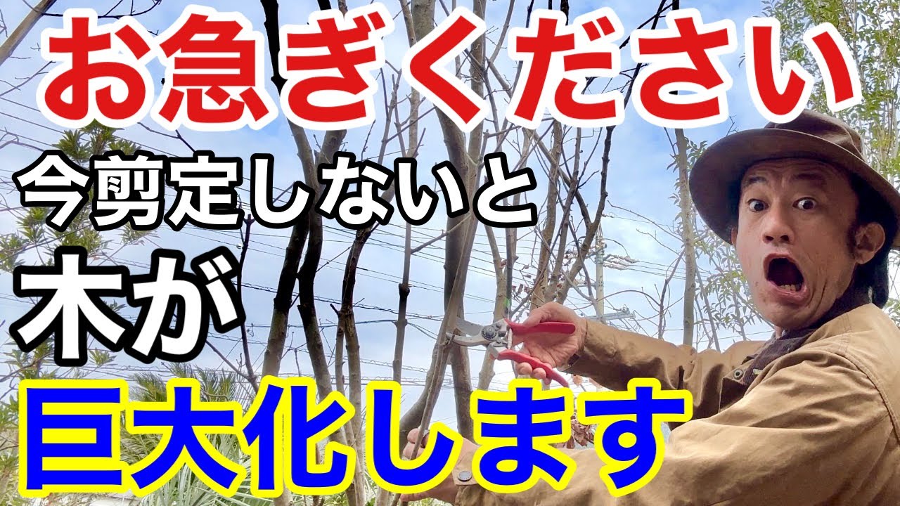 【手遅れになる前に】まずはこの枝を剪定して下さい　【カーメン君】【園芸】【初心者】【落葉樹】