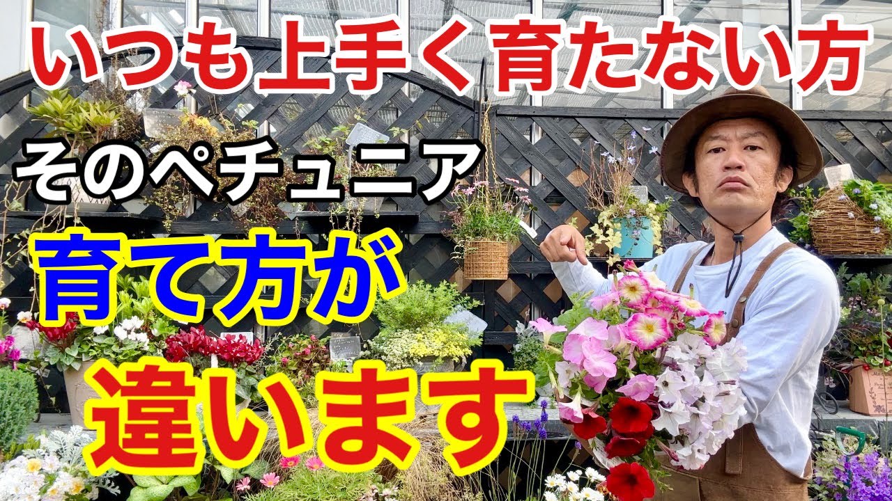 【知らないと育たない】正しいペチュニアの育て方教えます         【カーメン君】【園芸】【ガーデニング】【初心者】