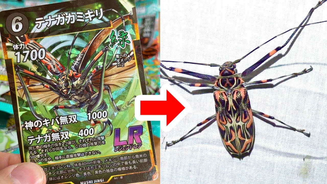 実在する虫のカードゲーム"蟲神器"の最新弾を実際の虫の映像を見ながら開封して行く！