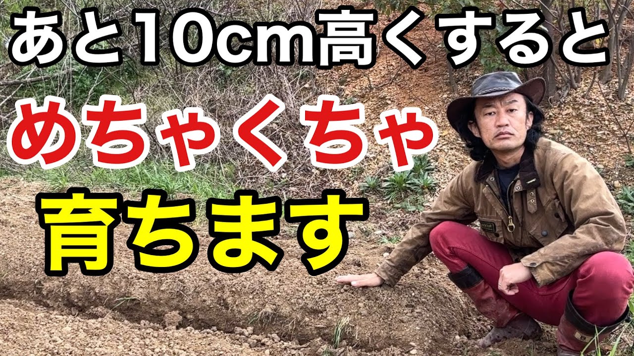 【これが正解】畝の高さを変えると野菜がめちゃくちゃ採れます　　　【カーメン君】【園芸】【ガーデニング】