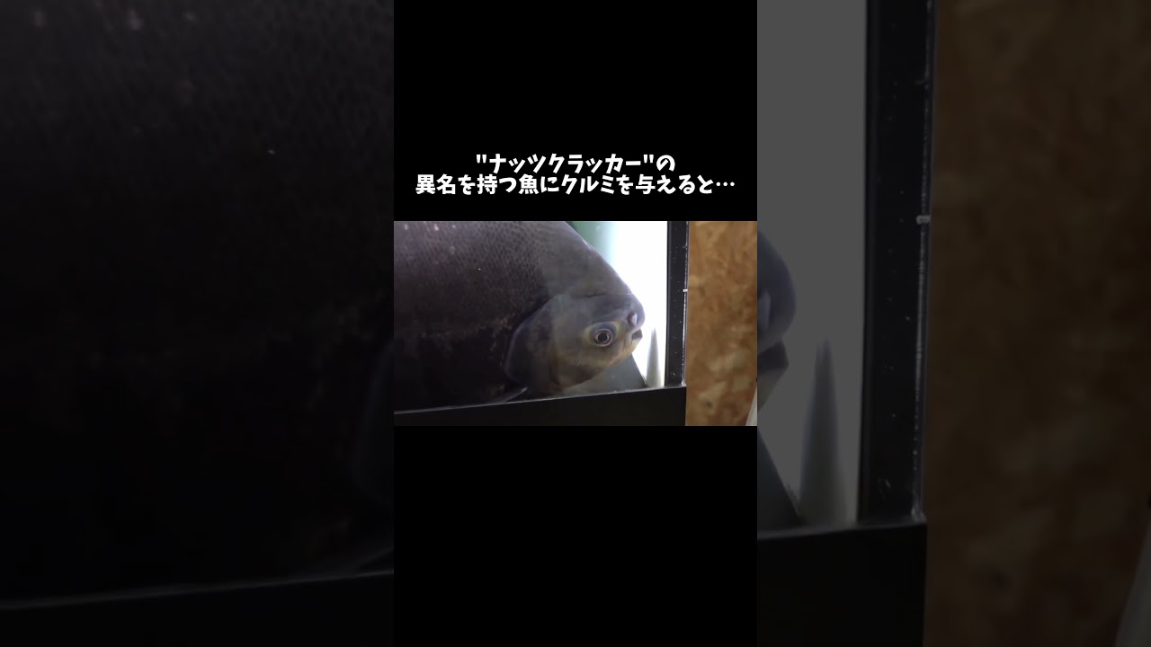 ナッツクラッカーの異名を持つ魚にクルミをあげると… #shorts