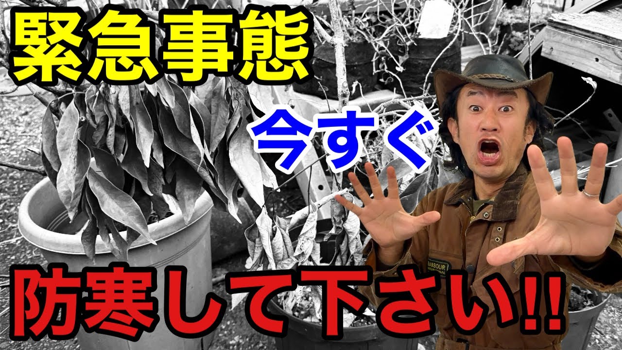 【今週からヤバい】植物を枯らさないとっておきの防寒対策教えます　　　　　　　【カーメン君】【園芸】【ガーデニング】【初心者】