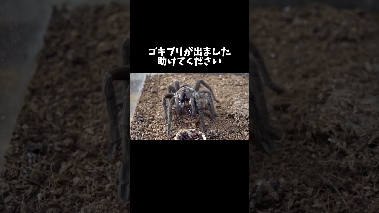 爬虫類館にゴキブリが出ました 助けてください #shorts