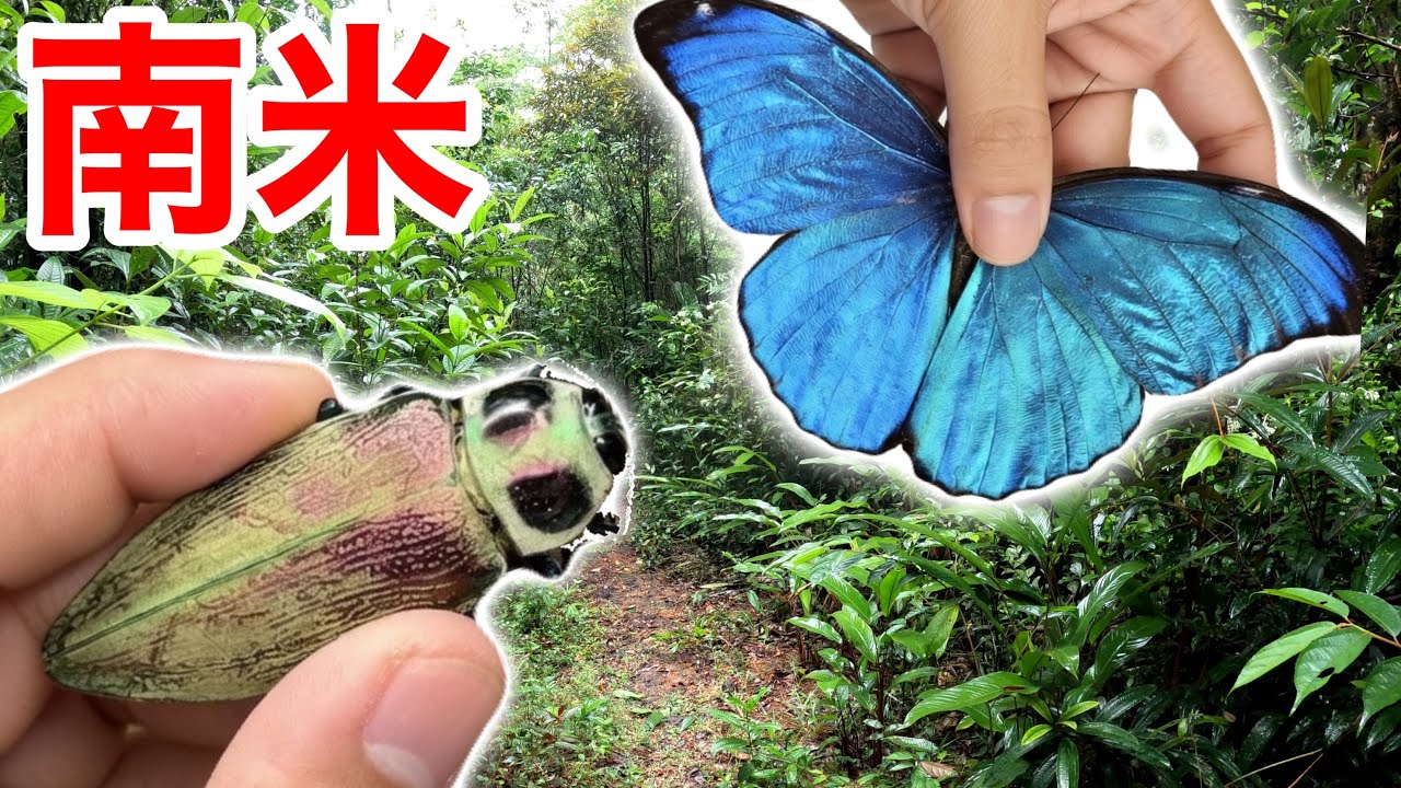 南米の森で世界最大のタマムシやモルフォ蝶を捕まえる！