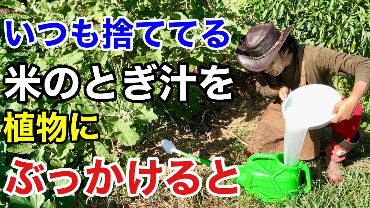 【それ捨てないで】お米のとぎ汁のとんでもない活用法　　　【カーメン君】【園芸】【ガーデニング】【初心者】