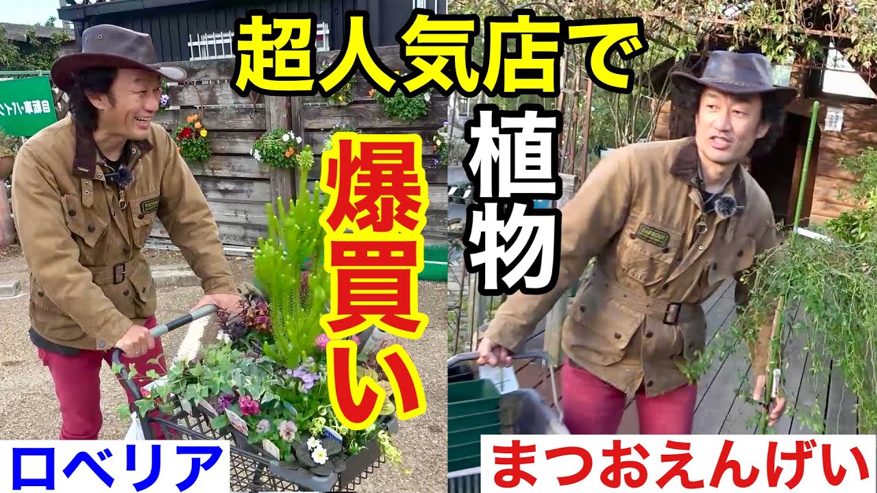 【最後の散財】関西超人気店舗でお金あるだけ植物買います　　                           【カーメン君】【園芸】【まつおえんげい】【ロベリア】