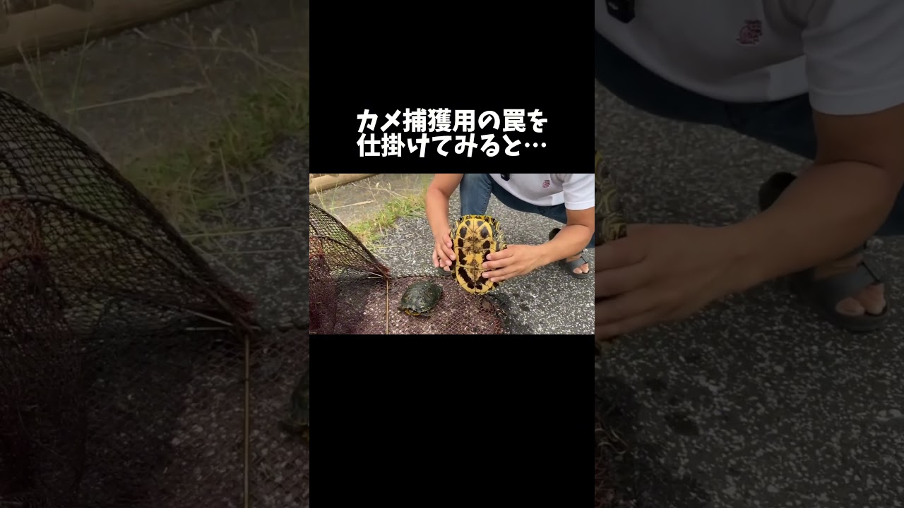 カメ捕獲専用の罠『カメもんどり』を川に仕掛けてみると… #shorts