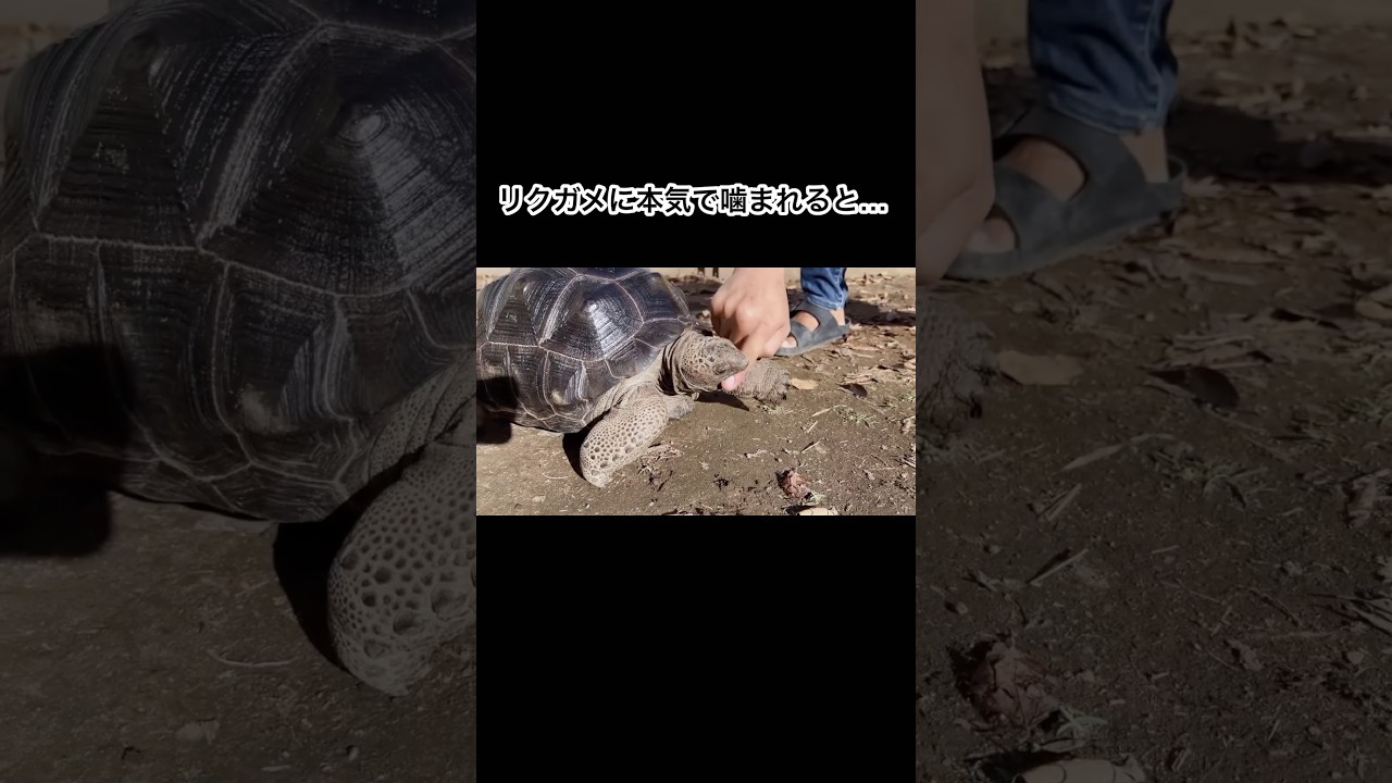 リクガメに本気で噛まれると #shorts