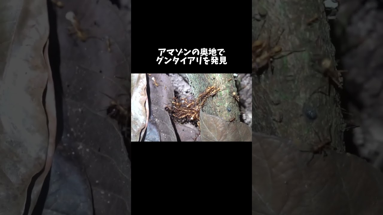 アマゾンの奥地でグンタイアリを発見　#shorts