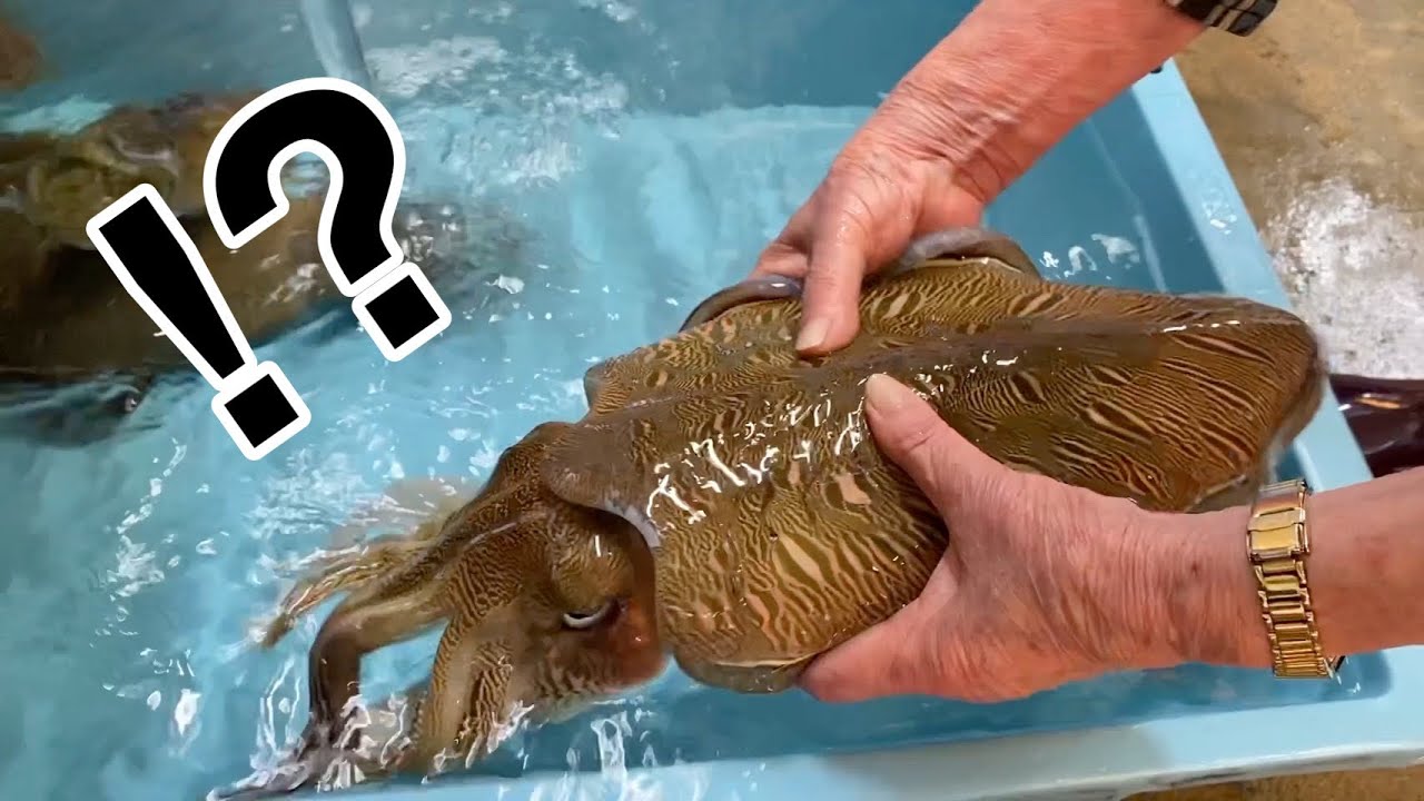 元気すぎる巨大イカをさばいたら、キッチンが大惨事。。。