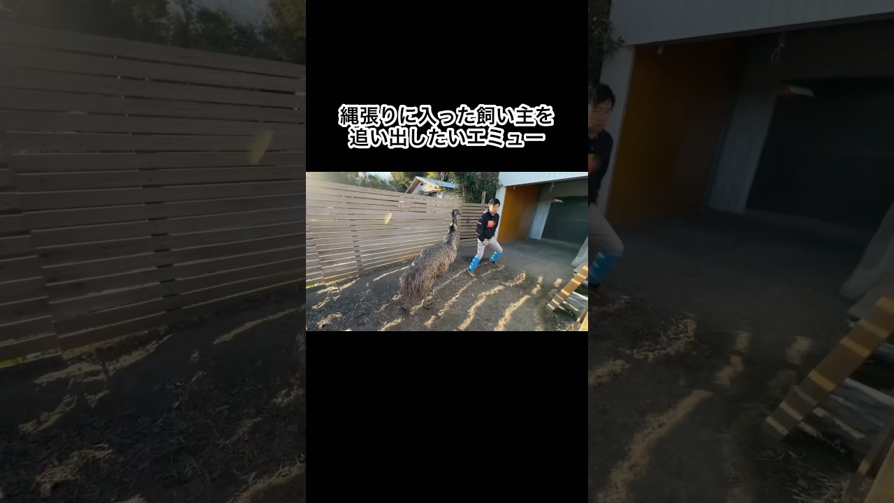 縄張りに入ってきた飼い主を追い出したいエミュー #shorts