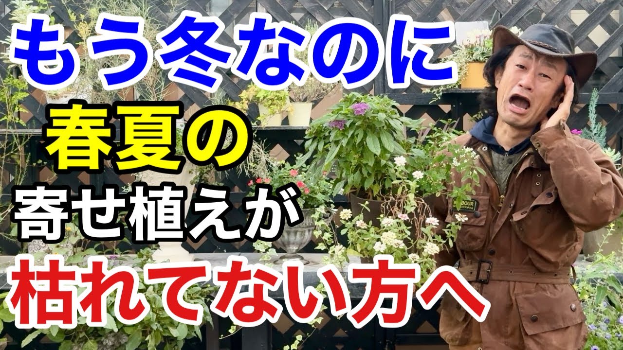 【大チャンスです】この方法で全て冬越しさせる事ができます　　　　　【カーメン君】【園芸】【ガーデニング】【初心者】