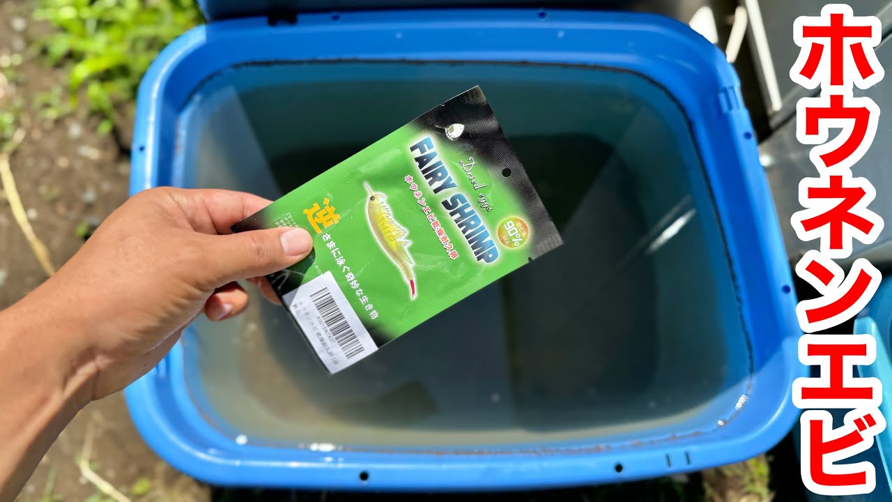 Amazonで買ったホウネンエビの卵を水に撒いて一週間放置した結果・・・