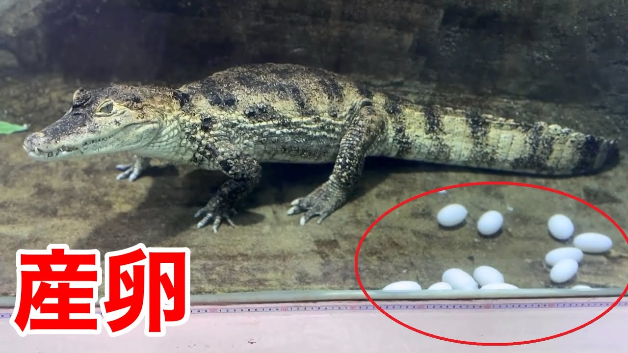 飼ってるワニが大量の卵を産みました