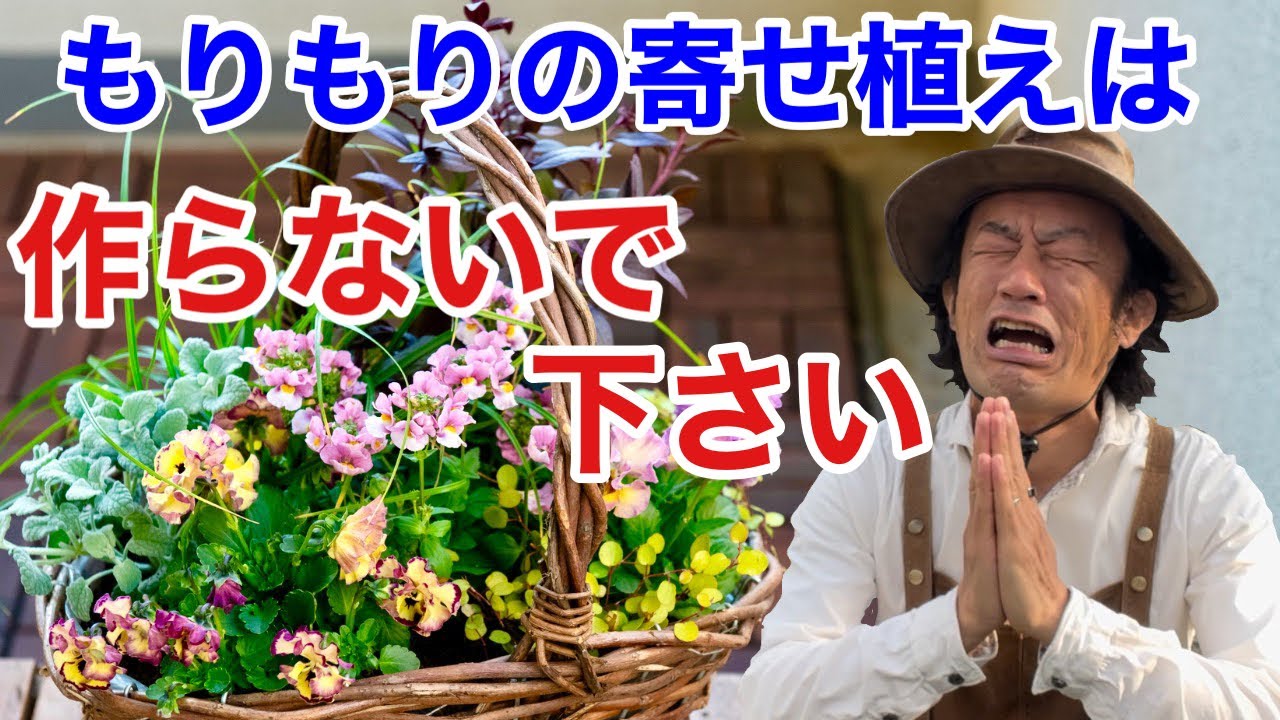 【超人的テクニック】寄せ植えに悩む方はこのやり方で解決します　　　　　【カーメン君】【ガーデニング】【園芸】【初心者】