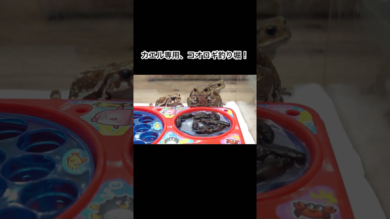 カエル専用、コオロギ釣り堀！　#shorts