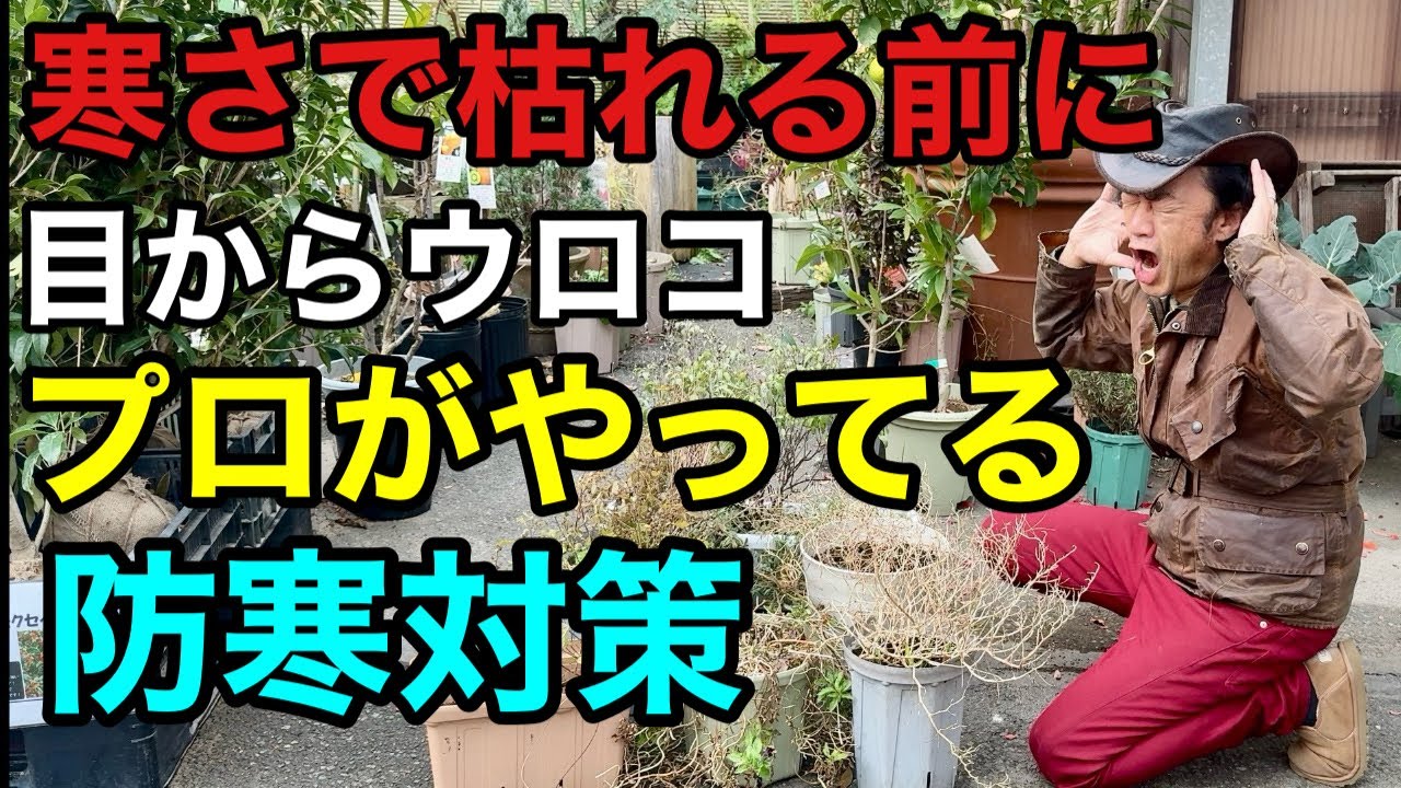【今すぐ試そう】この管理だけで植物の耐寒性は上がります　　　　【カーメン君】【園芸】【ガーデニング】【初心者】