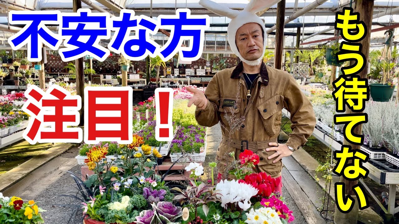 【誰でもできる】極上の正月寄せ植えの作り方教えます　【カーメン君】