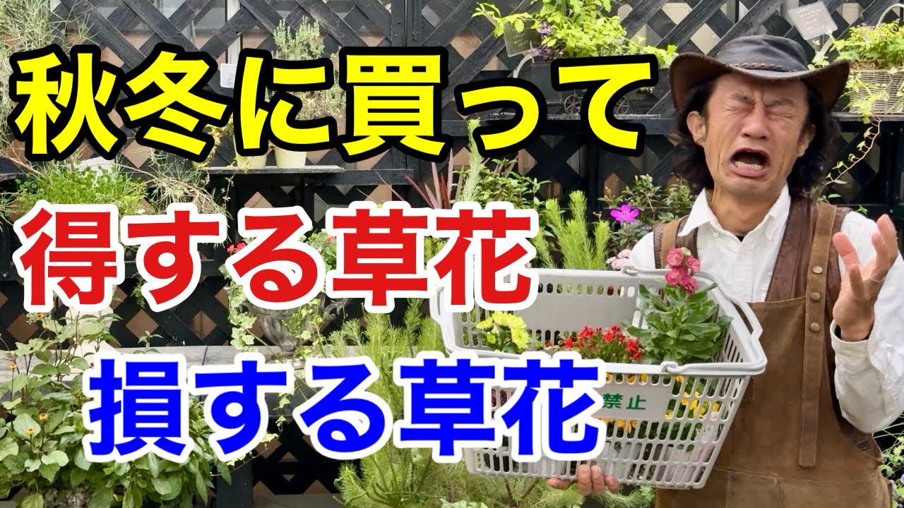 【11月12月限定】買って得する損する草花ベスト5 ワースト5      【カーメン君】【園芸】【ガーデニング】【初心者】