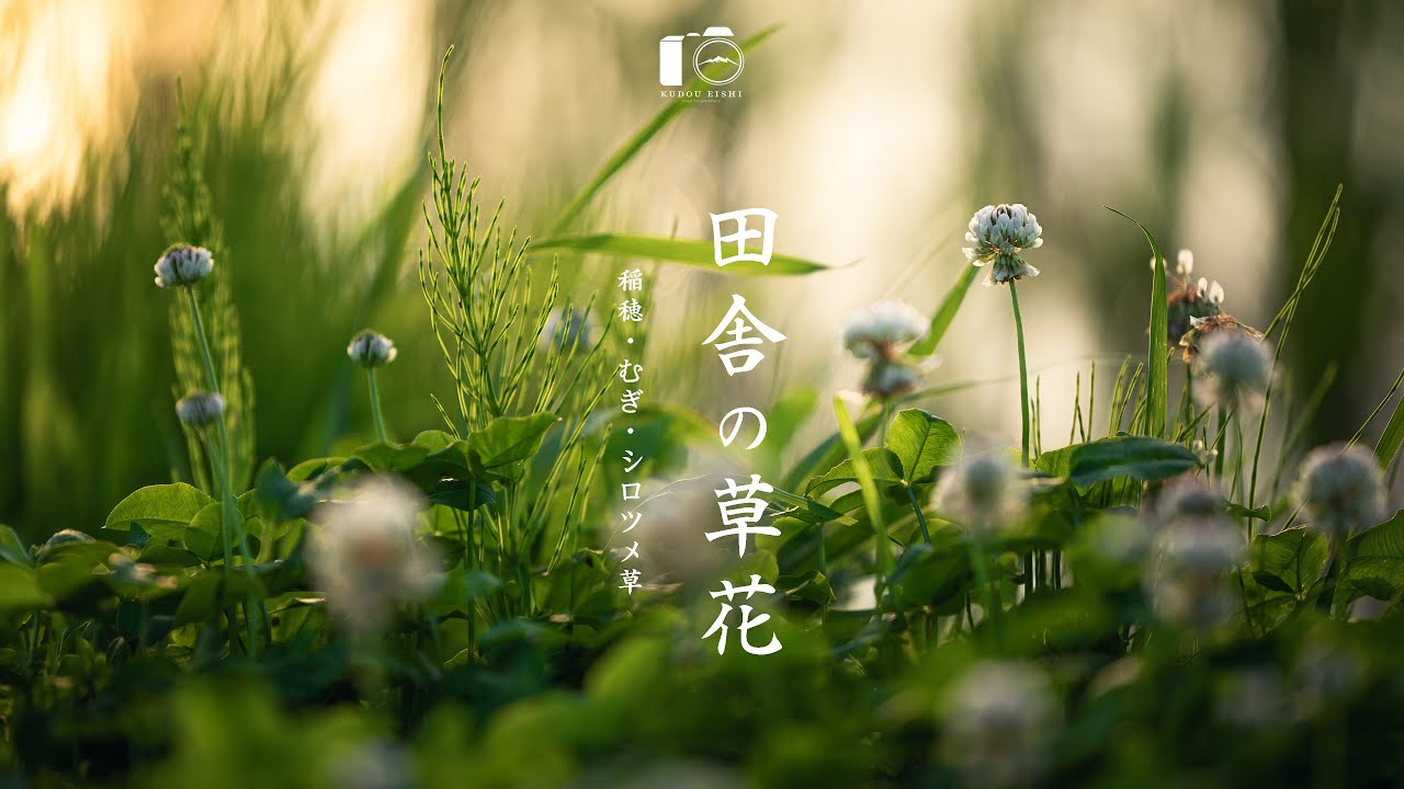 日本の田舎で見つけた草花の輝き。ヒーリング風景｜信州