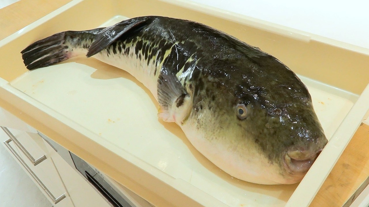 朝5時の市場で巨大なトラフグがあり得ない値段で！面白い料理つくってみた