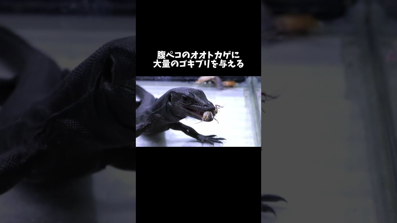 腹ペコのオオトカゲに大量のゴキブリを与える #shorts