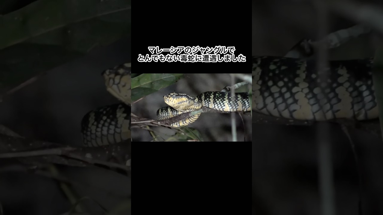マレーシアのジャングルでとんでもない毒蛇に遭遇しました #shorts