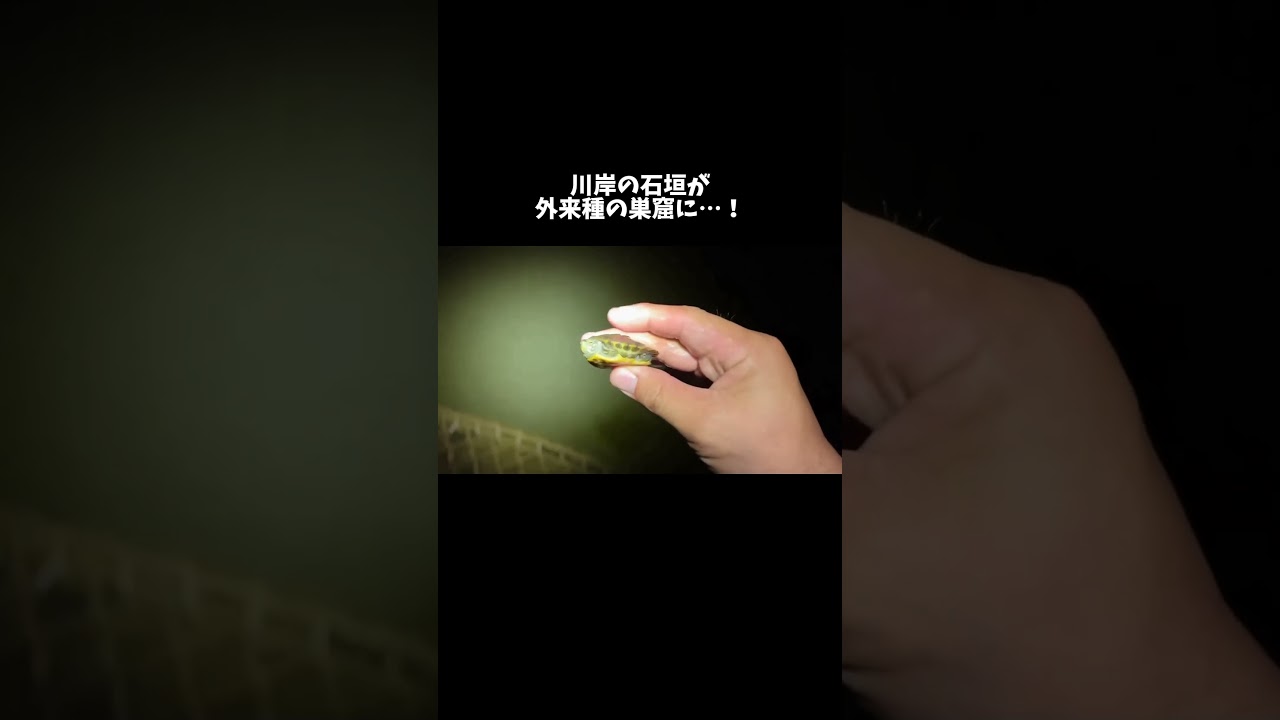 川岸の石垣が外来種の巣窟になっていました #shorts