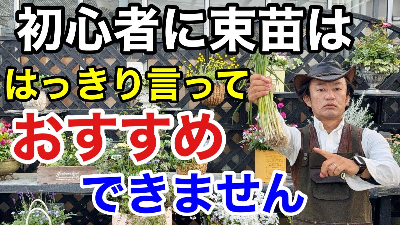 【９割失敗しない】誰でもできるネギの本当の育て方教えます　　【カーメン君】【カネコ種苗】【ねぎびとカンパニー】【極苗】
