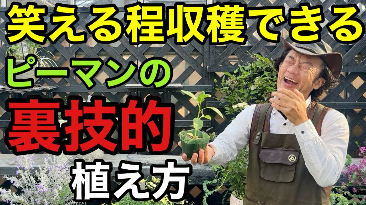 【目からウロコ】ピーマンが呆れるほどとれる育て方教えます　　　　　　　　【カーメン君】【園芸】【ガーデニング】【初心者】