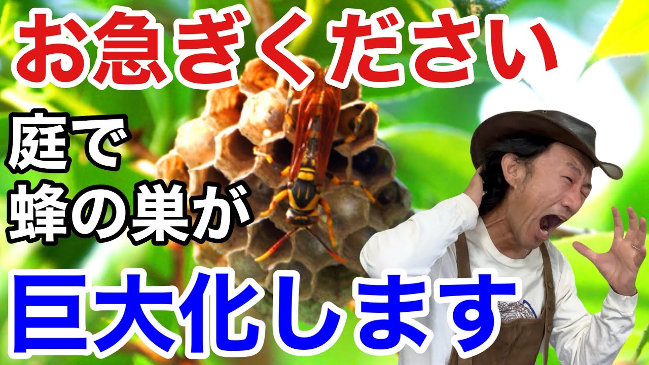 【そのままだと危険】夏に増える蜂の正しい対処の仕方教えます　　　　　　【カーメン君】【園芸】【ガーデニング】【初心者】