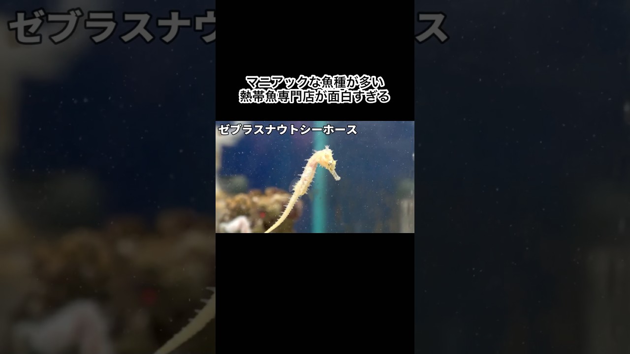 葛飾にできた熱帯魚専門店が面白すぎた #shorts