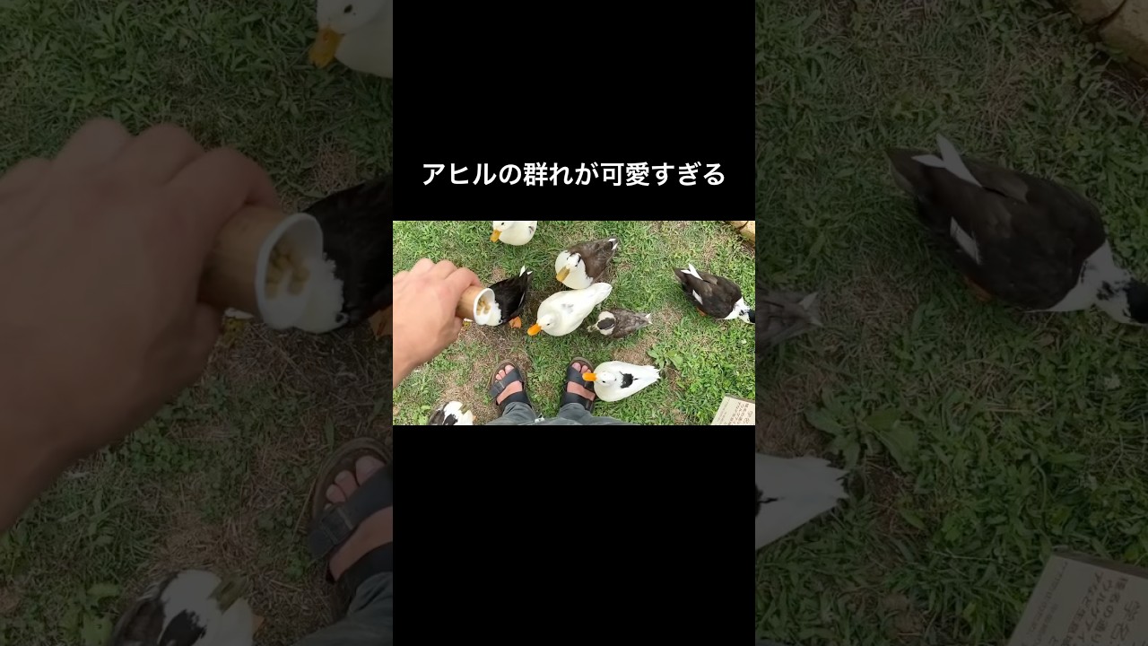 餌を見せると猛スピードで寄ってくるアヒル達が可愛すぎる #shorts