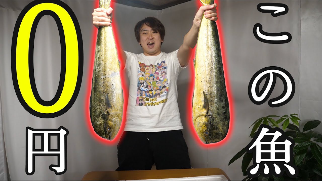 訳アリ？なんで？？無料でもらったこちらの巨大魚。大好物の『あの料理』にして銀色を飲みまくる！