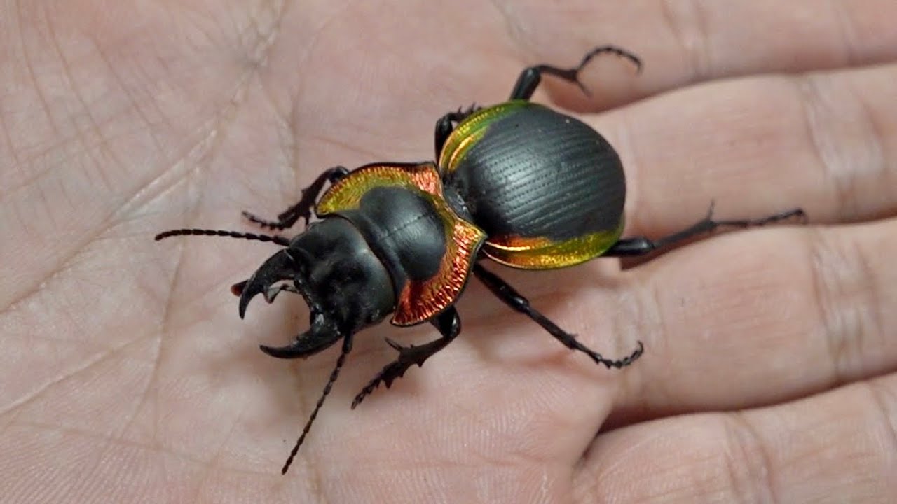 イベントでとんでもない虫をお迎えして来ました