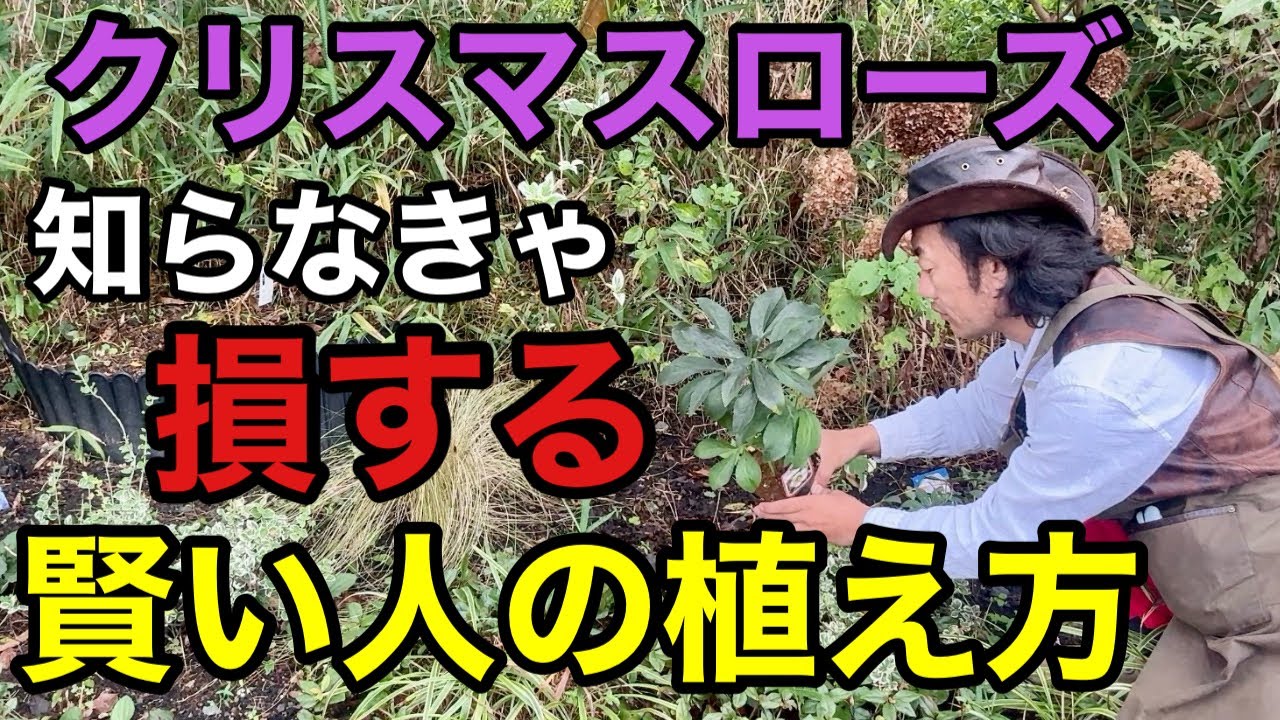 【ワンランク上がる】クリスマスローズは〇〇と一緒に植えて下さい　　【カーメン君】【園芸】【ガーデニング】【初心者】
