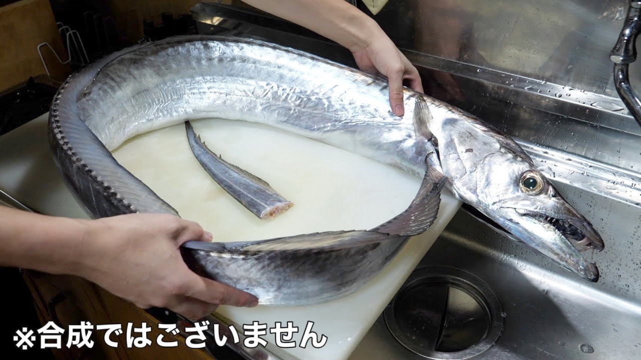【バケモン】指12本サイズのウルトラ太刀魚のお腹からとんでもない物が出てきました。こんな物食べるの！？