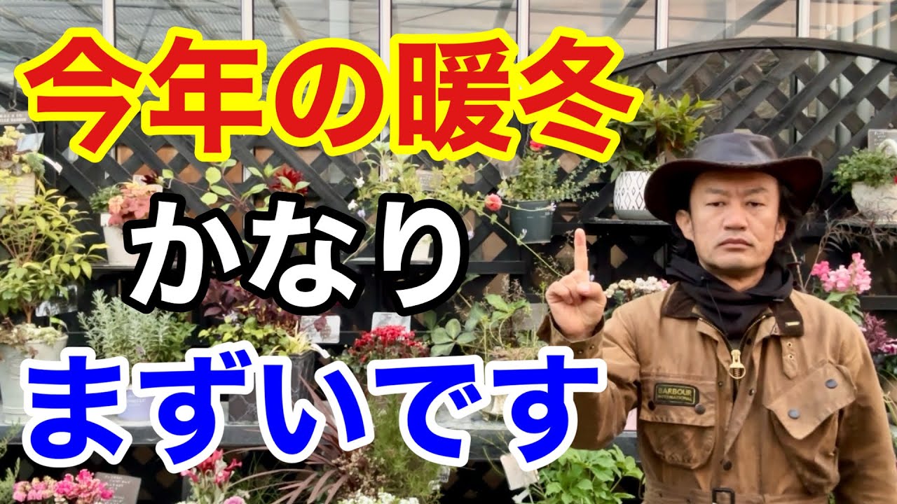 【ここに要注意！】残念ながら来年植物達はこうなります。。。　　　　【カーメン君】【園芸】【ガーデニング】【暖冬】