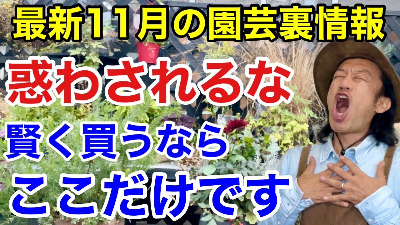 【元店長が明かす】11月はむやみやたらに買ってはいけません　　【カーメン君】