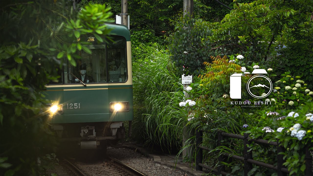【あじさい・江ノ電】鎌倉に咲く紫陽花を撮影 | EOSR6