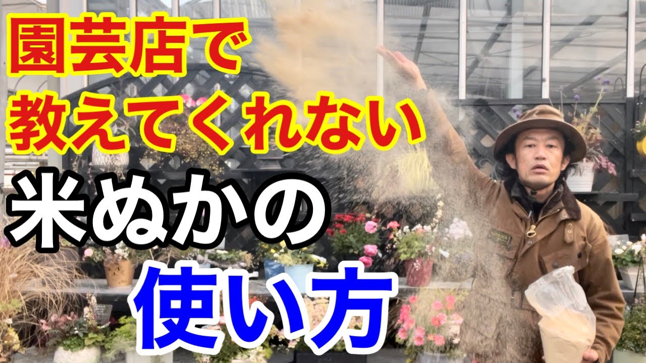 【目からウロコ】米ぬかは実は物凄い肥料です　　　        【カーメン君】【ガーデニング】【初心者】