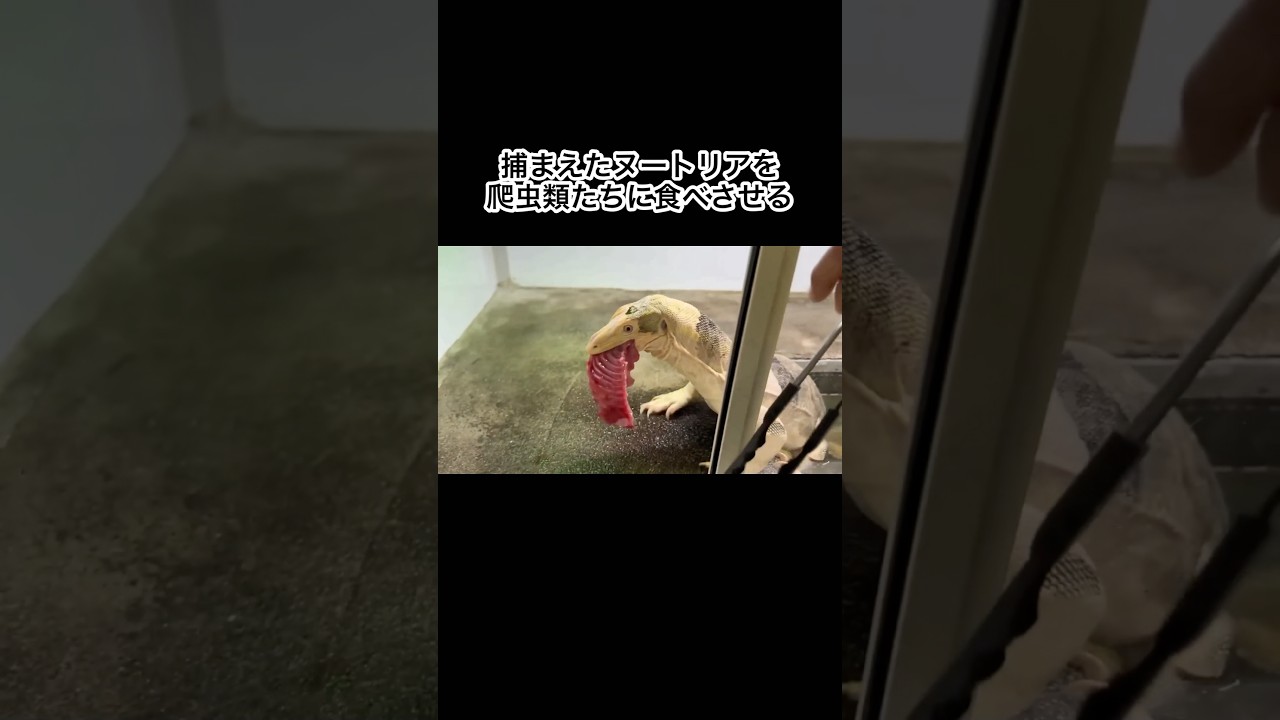 捕まえたヌートリアを爬虫類たちに食べさせる #shorts