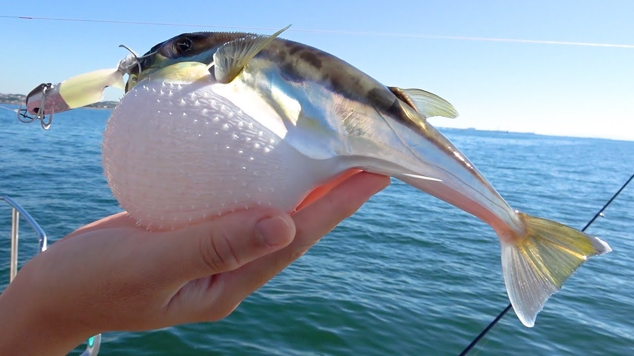 【マイボート】この大量に発生してる謎のフグ。実はめちゃくちゃ美味いんです！