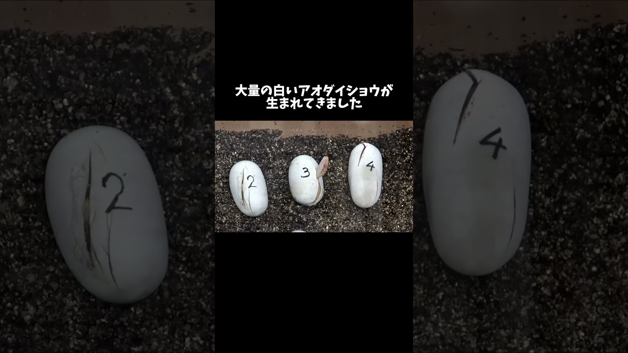 大量の白いアオダイショウが孵化しました #shorts