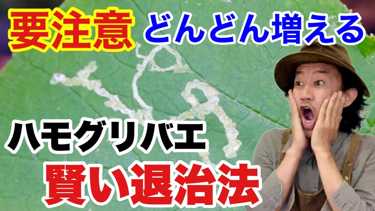 【薬が効かない】花野菜に出るハモグリバエの上手な防ぎ方　　　　　【カーメン君】【園芸】【ガーデニング】【初心者】【エカキムシ】